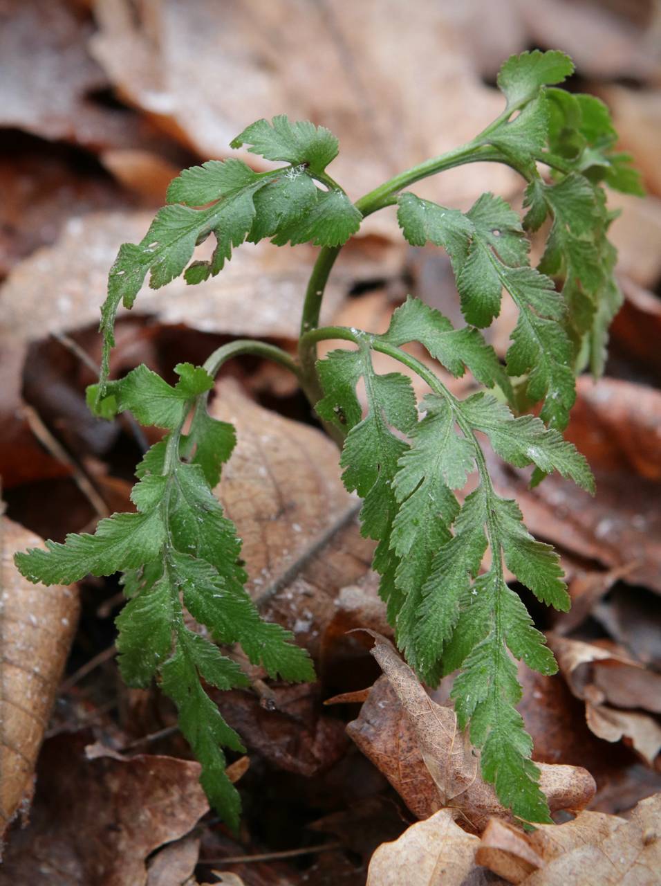 Photo of Bronze Fern